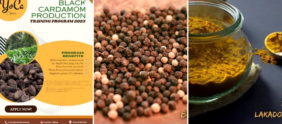 Yoca Spices